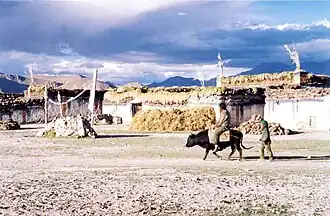 A man riding a dzo in Tingri County, 1993