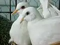 A close-up of a pair of white Barbary doves