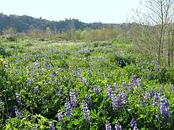 Rio de Los Angeles State Park lupines