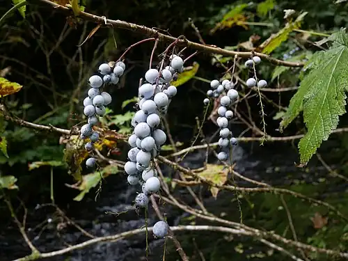 Ripe fruit