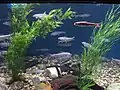 Aquarium