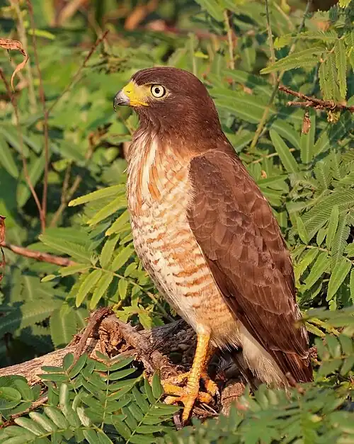 Immature R. m. saturatus The Pantanal, Brazil