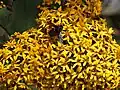 Pollination