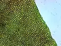 Roma tomato skin cells at 60x magnification