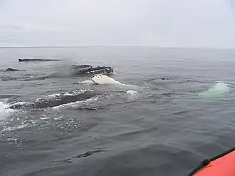 Humpback whales, females and calves, North of Antiscosti Island[1]