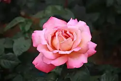 'Chicago Peace' (Johnston 1962)