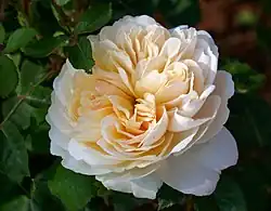 'Crocus Rose'[16][19]