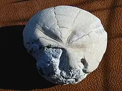 Micraster echinoid fossil from England