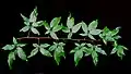 Leaves