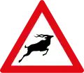 Antelopes ahead
