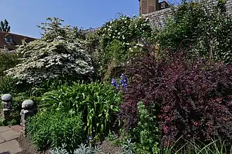 a flowerbed of mainly white and purple flowers against a brick wall