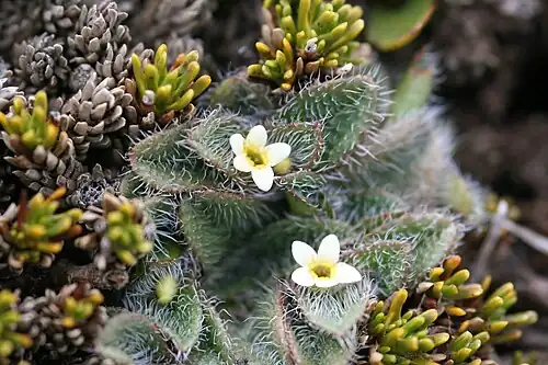 Floral detail