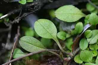 Leaves