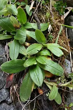 Rosettes