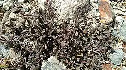 Habit