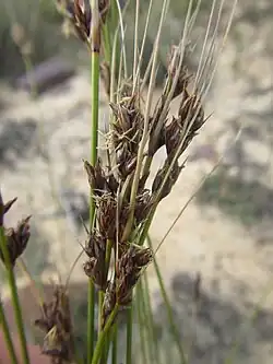 Flowering heads of S. aureus