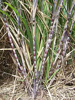 A tuft of sugarcane with red, thick stems