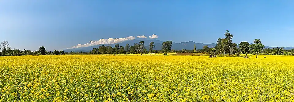 Explore Slana Bari, where the serene Jia Bharali meets nature's beauty in Assam