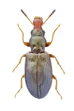 A photo of a small beetle