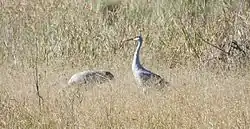Florida sandhill crane, Ocala National Forest