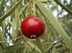 Desert quandong