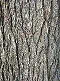 Bark of 30-year-old tree