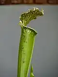 pitcher trap
