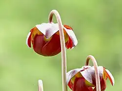 Flower (side), in Ontario