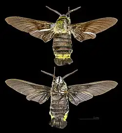 Sataspes infernalis