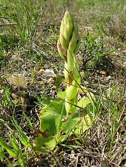 Habit in bud