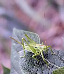 Tettigonia cantans, female