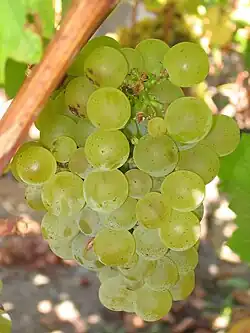 Ripe Sauvignon blanc grapes