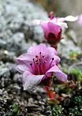 Purple saxifrage
