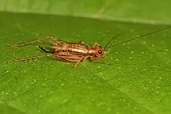 Anaxipha exigua