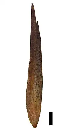 Spikelet (black scale bar represents 1&nbsp;mm)