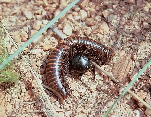 Sceliages hippias moving millipede carcass