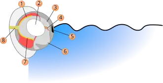 Schema Auge Vieraugenfisch.svg