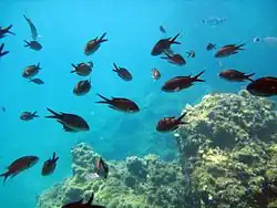 Schooling adults (saddled seabream in the background)
