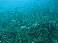 School of fish
