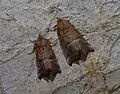 S. libatrix