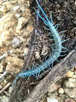 S. aztecorum