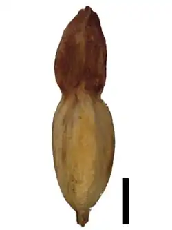 Nutlet (black scale bar represents 1&nbsp;mm)