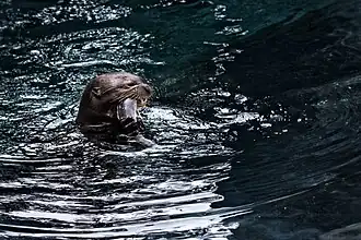 Giant otter