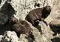 Pups at Palliser Bay, New Zealand