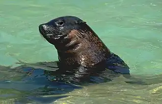Gaston the seal