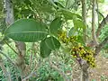 Searsia magalismontana subsp. coddii