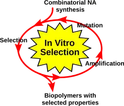 The SELEX method used for the design of the RNA aptamer Spinach.