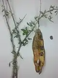 Twigs, showing ash-grey bark and single pod split open to reveal toxic, bean-like seeds