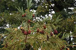 Sequoia branch of seed cones.
