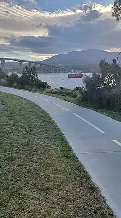 She-oaks thrive along Rose Bay Foreshore walk. Pictured here one summer evening with the Spirit of Hobart in the backdrop.